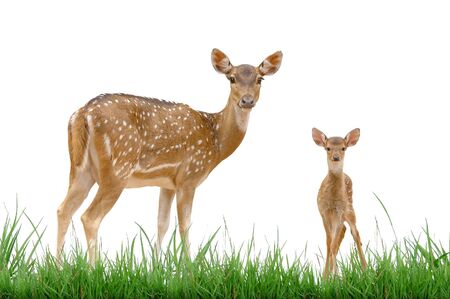 axis deer with green grass isolatedの写真素材