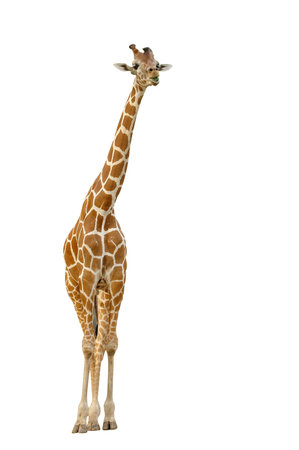 giraffe isolatedの写真素材