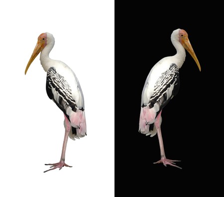 painted storkの写真素材