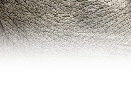 texture of elephant skinの写真素材