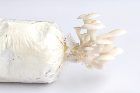 oyster mushroomの写真素材