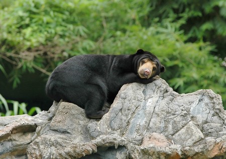sunbearの写真素材