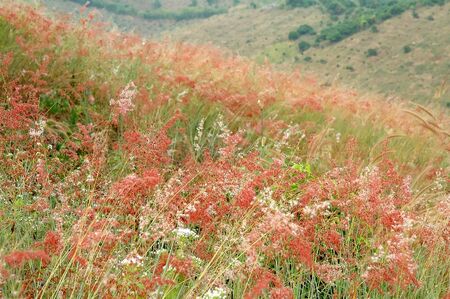 grasslandの写真素材