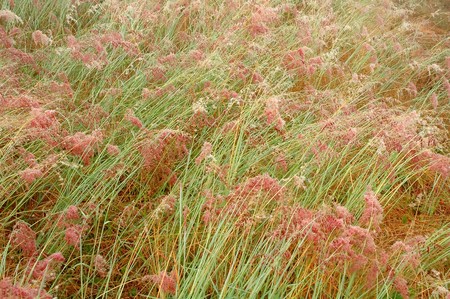 grass fieldの写真素材