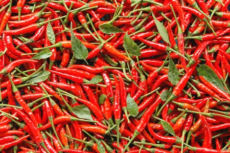 red chiliの写真素材