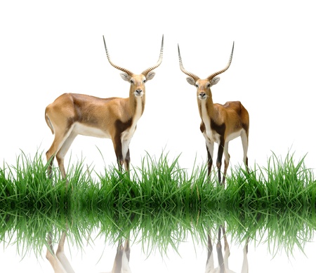 red lechwe with green grassの写真素材