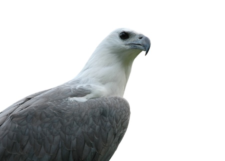 sea eagle isolatedの写真素材