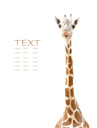 giraffe headの写真素材