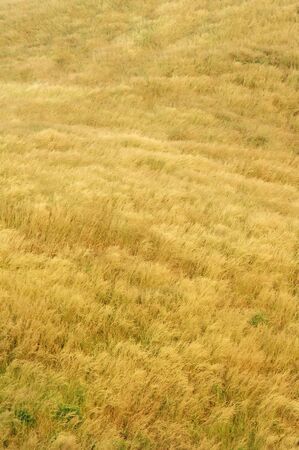 dry grassの写真素材