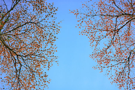 branch with blue sky