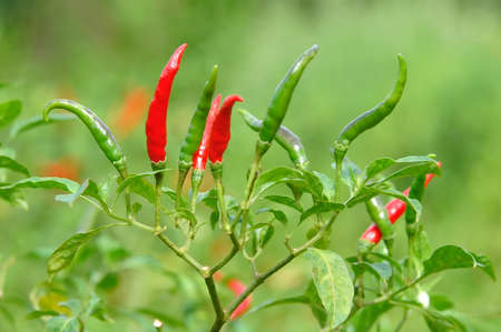 chili on treeの写真素材