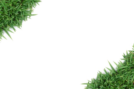 green grass isolatedの写真素材