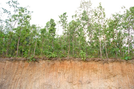 soil sectinの写真素材