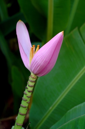 banana blossomの写真素材