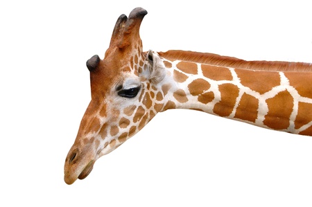 giraffeの写真素材