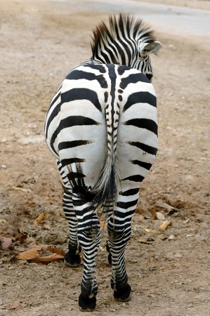 zebraの写真素材