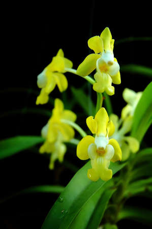 vanda  benboniiの写真素材