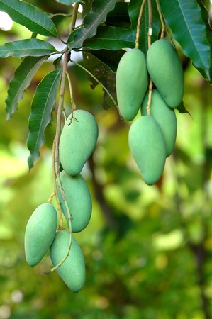 mango on treeの写真素材