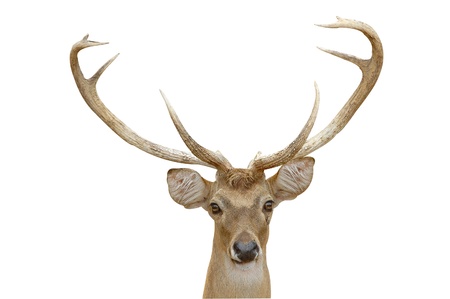 eld deer isolatedの写真素材