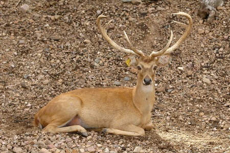  eld deerの写真素材
