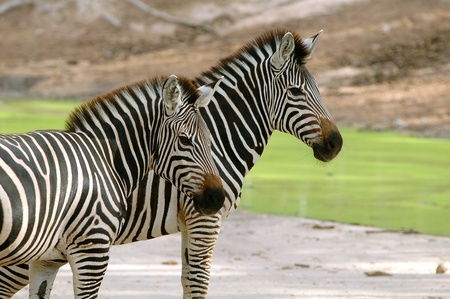 zebraの写真素材