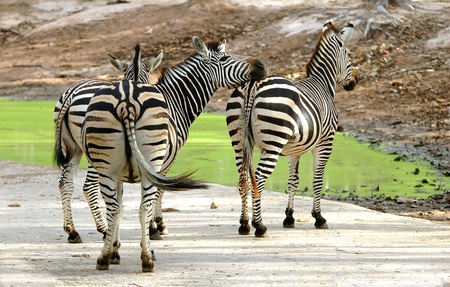 zebraの写真素材