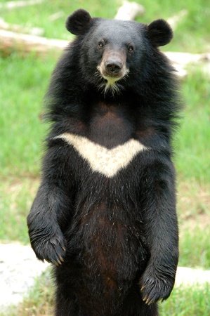 asiatic black bearの写真素材