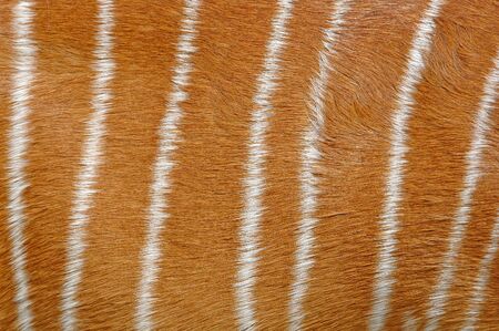 nyala skinの写真素材