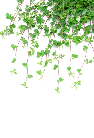 grass isolatedの写真素材