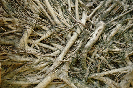 texture of root