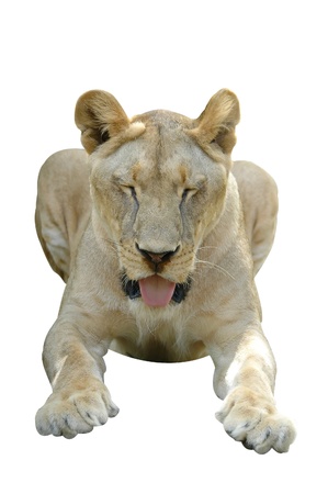 lion isolatedの写真素材