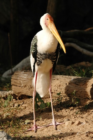 painted storkの写真素材