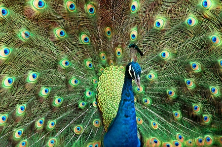 peacock portraitの写真素材