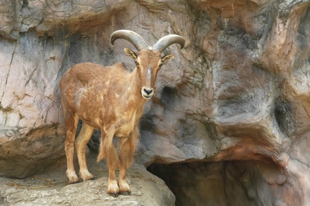 barbary sheepの写真素材