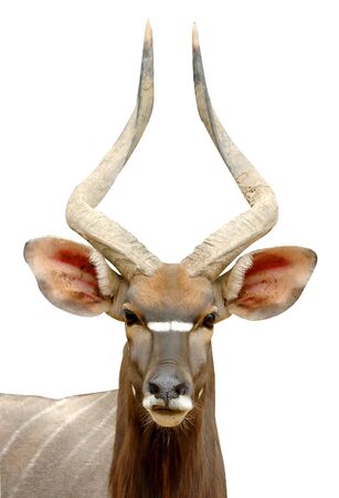 nyala head isolatedの写真素材