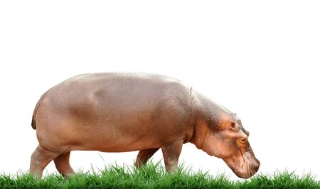 hippopotamus isolatedの写真素材