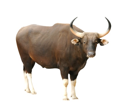 male banteng isolatedの写真素材