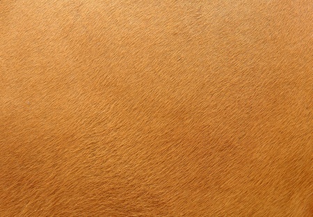 cow skinの写真素材