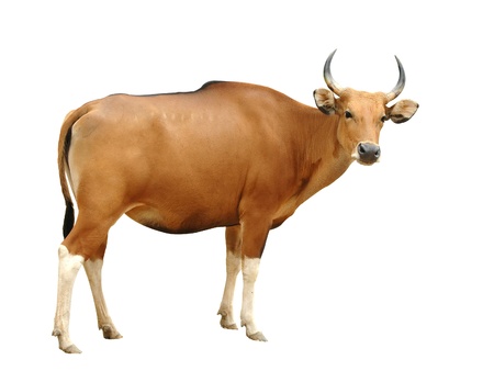 female banteng isolatedの写真素材