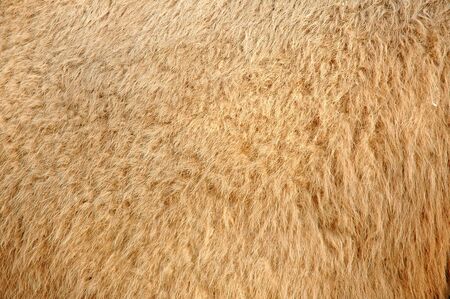 camel skinの写真素材