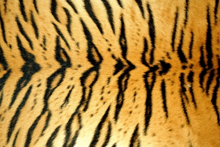  tiger skinの写真素材