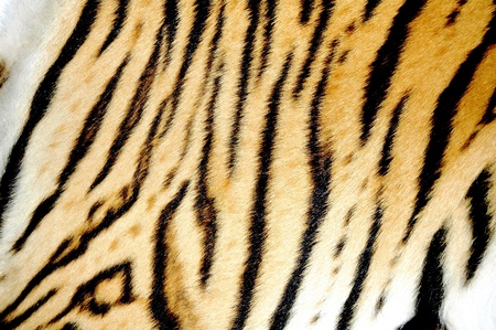  tiger skinの写真素材