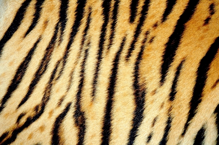  tiger skinの写真素材