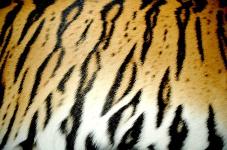  tiger skinの写真素材