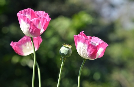poppy flowerの写真素材