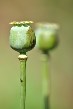 poppy capsuleの写真素材
