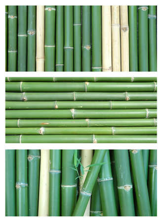 bamboo collectionの写真素材