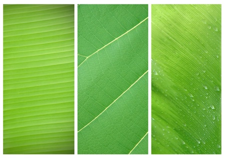 leaf collectionの写真素材