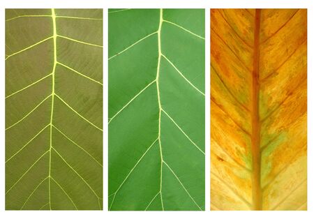 leaf collectionの写真素材