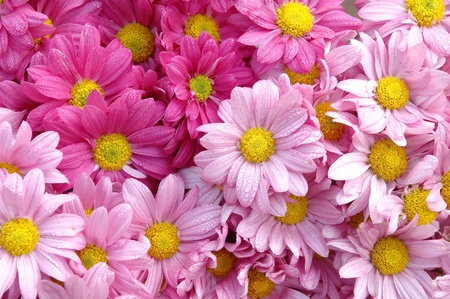 pink daisyの写真素材